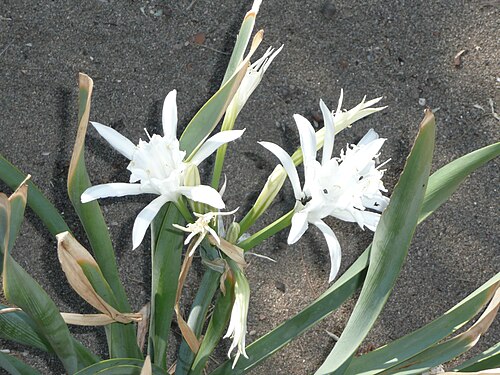 Sea-daffodil: Kum zambağı