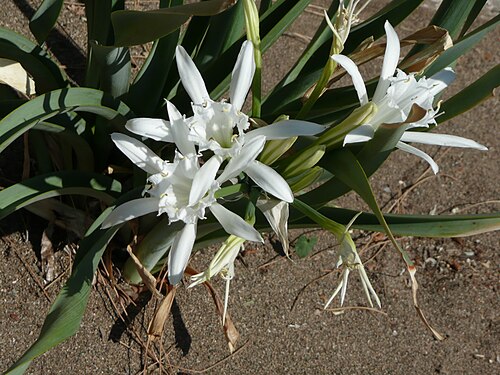 Sea-daffodil: Kum zambağı