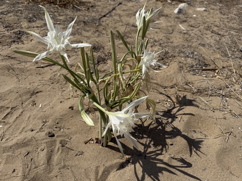 Sea-daffodil (Pancratium maritimum)