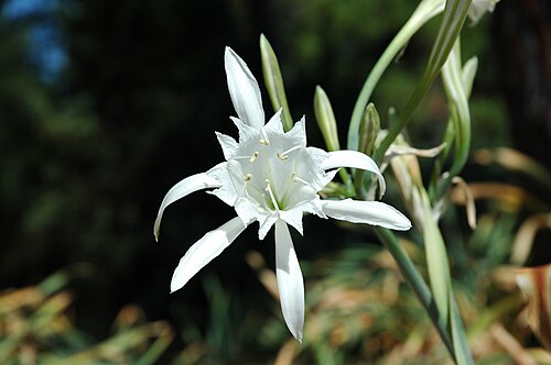 Sea-daffodil: Flower of a sea daffodil