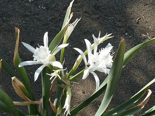 Sea-daffodil: Kum zambağı