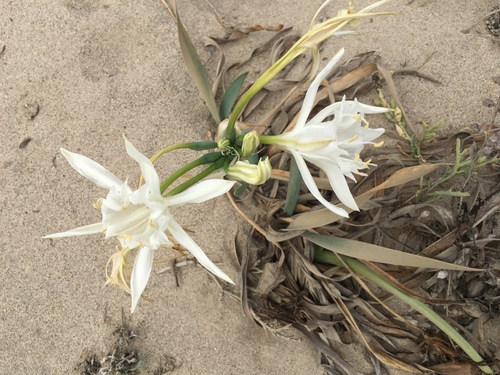 Sea-daffodil (Pancratium maritimum)