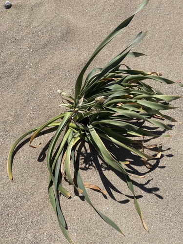 Sea-daffodil (Pancratium maritimum)