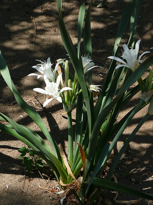 Sea-daffodil: Kum zambağı