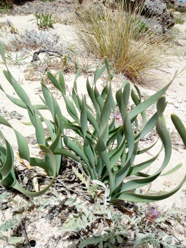 Sea-daffodil (Pancratium maritimum)