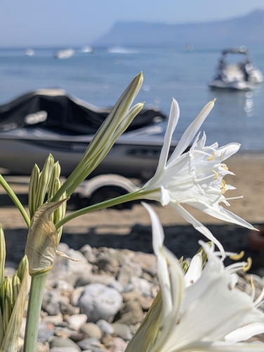 Sea-daffodil