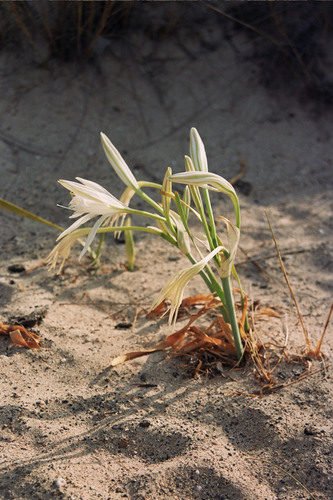 Sea-daffodil (Pancratium maritimum)