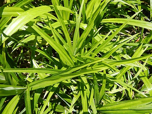 Pandan: Pandanus amaryllifolius in the boundary of Bulacan, Bulacan Barangay Pitpitan , Bulacan, Bulacan