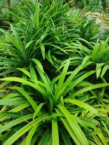 Pandan (Pandanus amaryllifolius)
