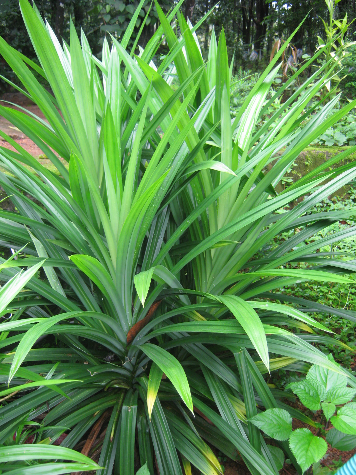 Pandan: Chottola