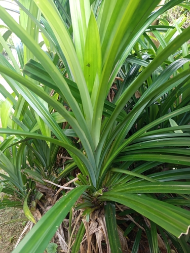 Pandan (Pandanus amaryllifolius)