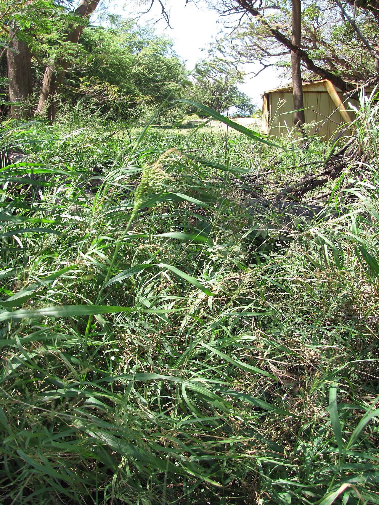 Blue panicum: Panicum antidotale (Giant panic grass) Habit at Kawela Bridge, Molokai, Hawaii. April 06, 2012 #120406-4369 Image Use Policy