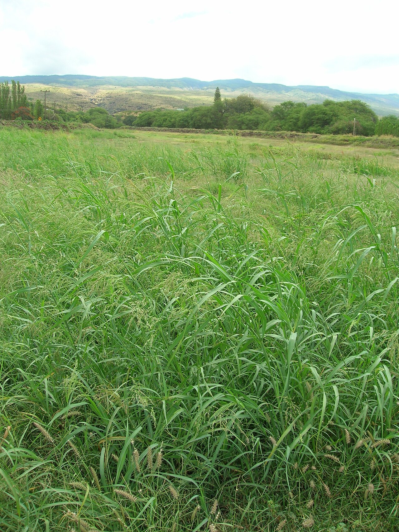 Blue panicum: Panicum antidotale (habit). Location: Molokai, Kalamaula