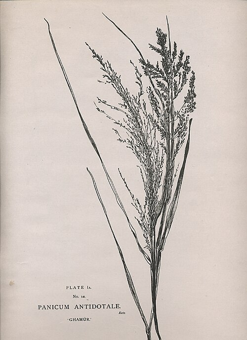 Blue panicum (Panicum antidotale)