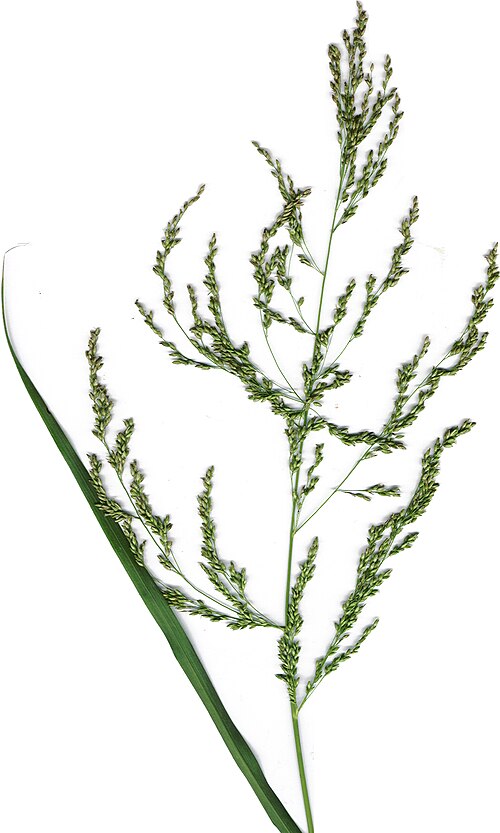 Blue panicum: Panicum antidotale (plant). Location: Maui, Kawililipoa Kihei