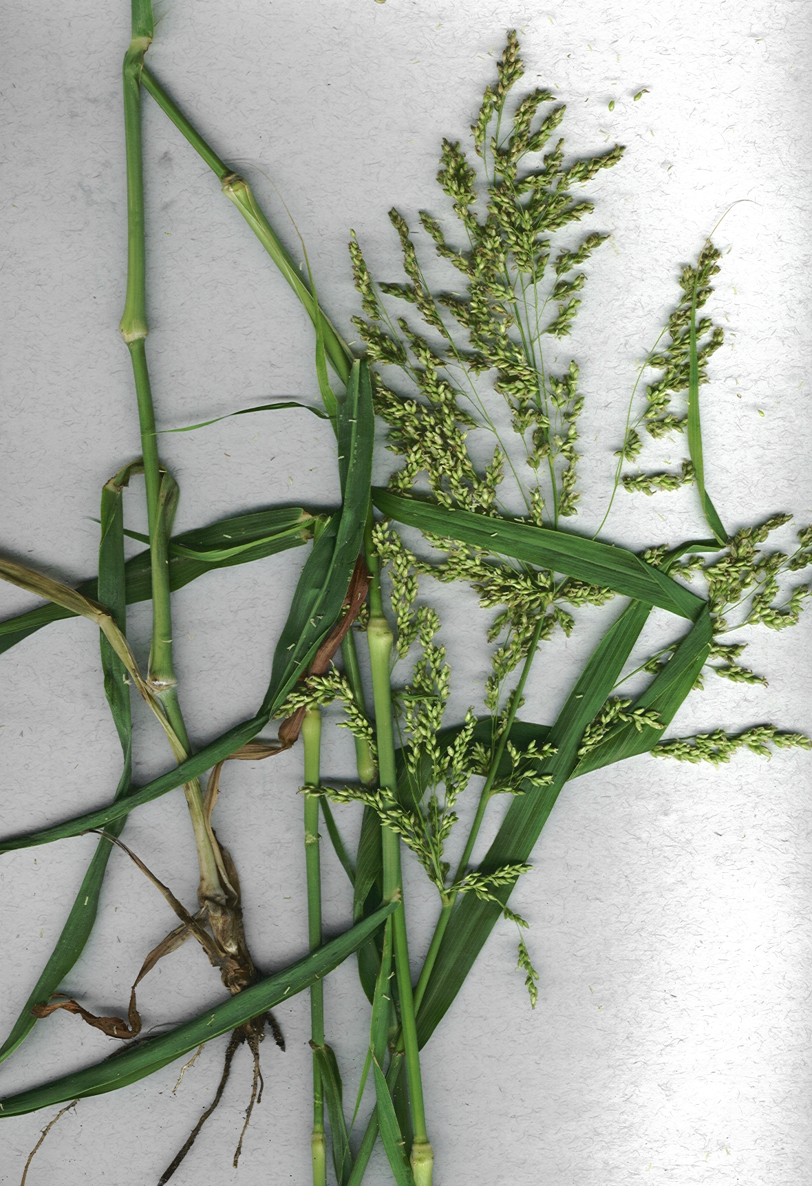 Blue panicum: Panicum antidotale , syn. Janochloa antidotalis (plant). Location: Maui, Waikapu