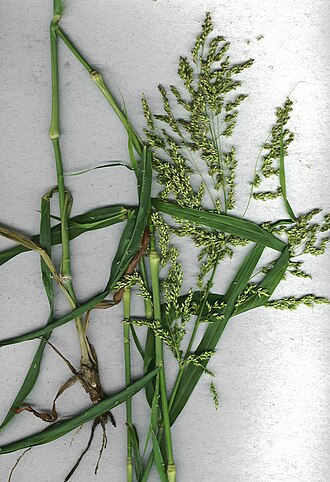 Blue panicum: Panicum antidotale , syn. Janochloa antidotalis (plant). Location: Maui, Waikapu