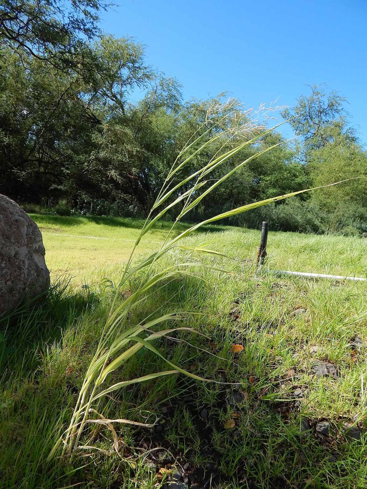 Blue panicum: Panicum antidotale (Giant panic grass) Leaves and seedhead at Kawela Bridge, Molokai, Hawaii. October 25, 2014 #141025-2430 Image Use Policy
