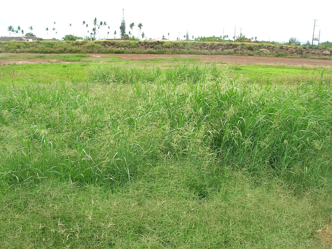 Blue panicum: Panicum antidotale (habit). Location: Molokai, Kalamaula