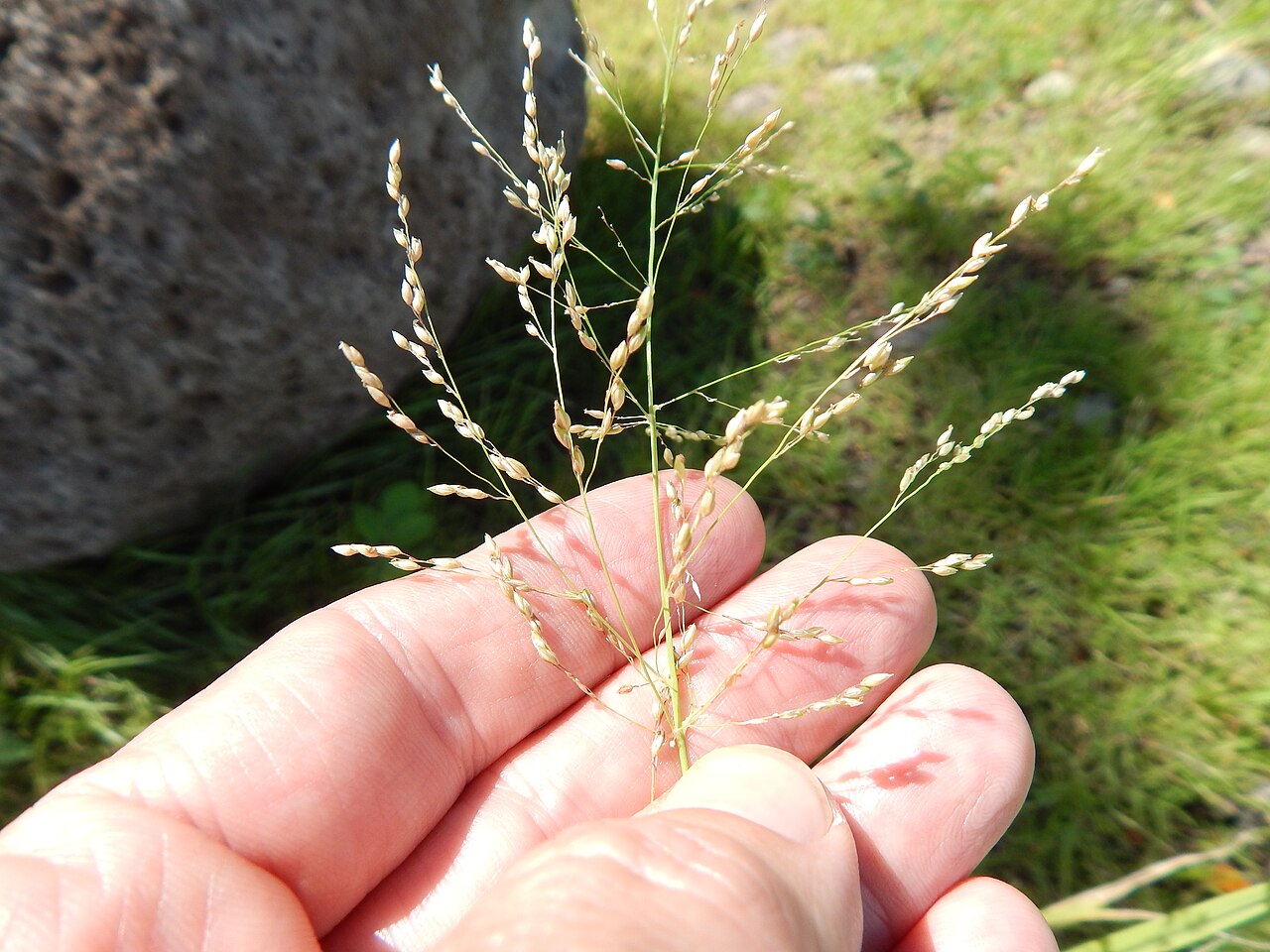 Blue panicum: Panicum antidotale (Giant panic grass) Seedhead at Kawela Bridge, Molokai, Hawaii. October 25, 2014 #141025-2432 Image Use Policy