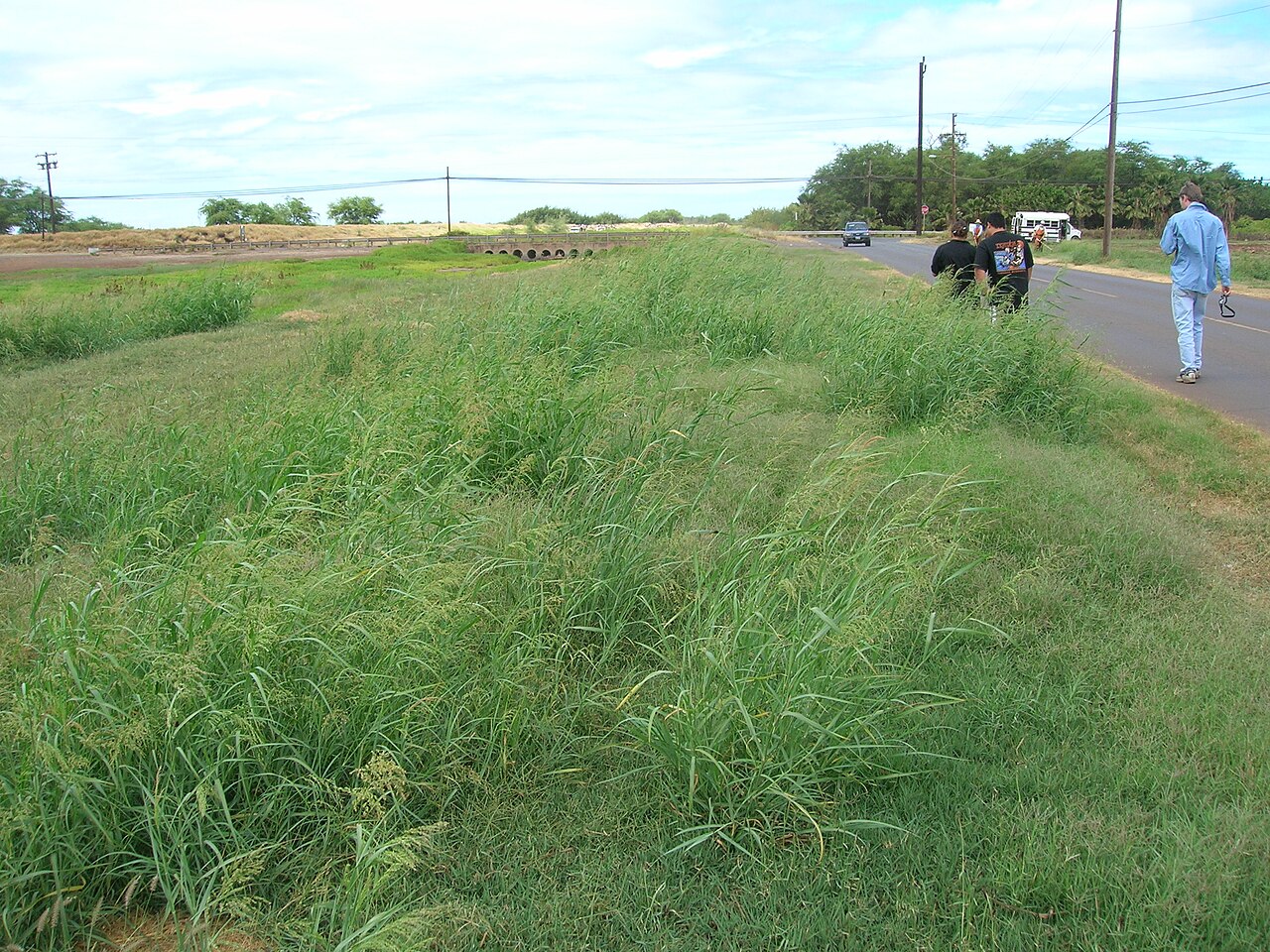 Blue panicum: Panicum antidotale (habit). Location: Molokai, Kalamaula