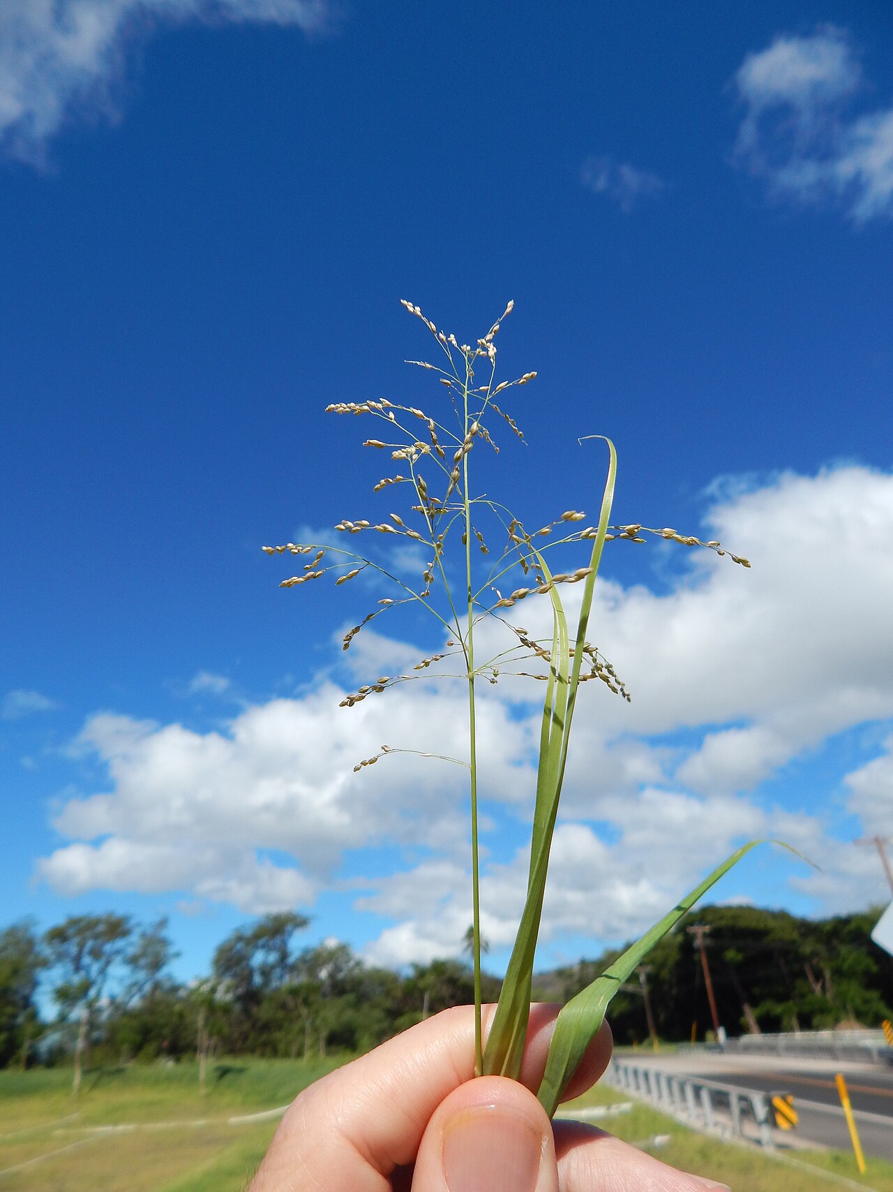 Blue panicum: Panicum antidotale (Giant panic grass) Leaves and seedhead at Kawela Bridge, Molokai, Hawaii. October 25, 2014 #141025-2433 Image Use Policy