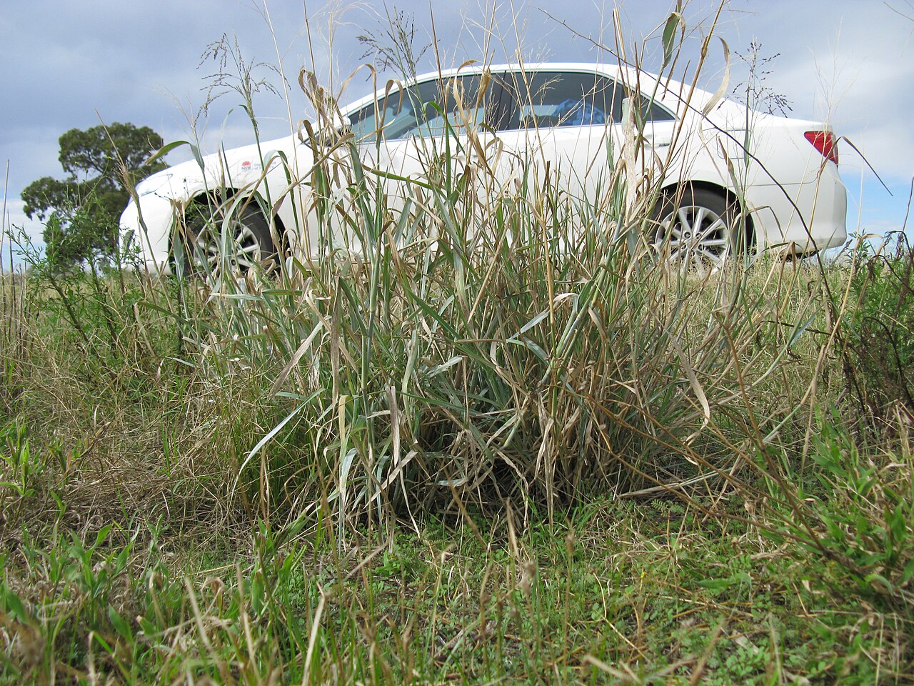 Kleingrass: Introduced warm-season perennial robust, tufted C4 grass; mostly hairless, except for hairy cataphylls (reduced leaves) at the plant base; stems can grow to 200