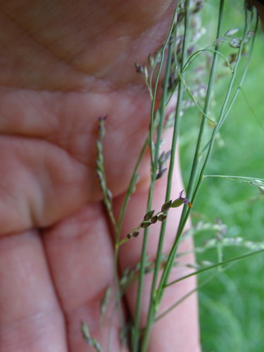 Kleingrass (Panicum coloratum)