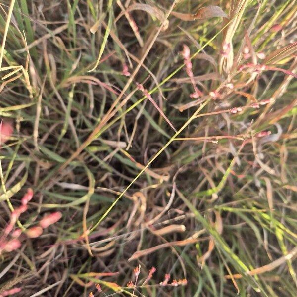 Kleingrass (Panicum coloratum)