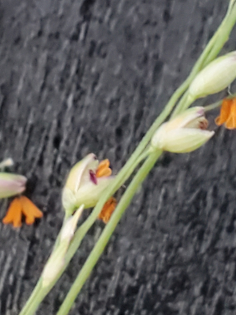 Kleingrass (Panicum coloratum)