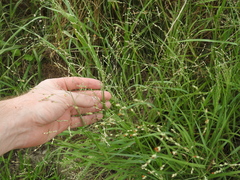 Kleingrass (Panicum coloratum)
