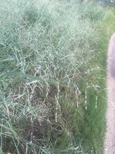Kleingrass (Panicum coloratum)
