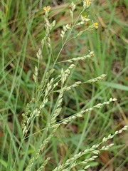 Kleingrass (Panicum coloratum)