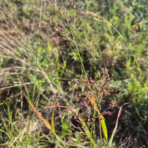 Kleingrass (Panicum coloratum)