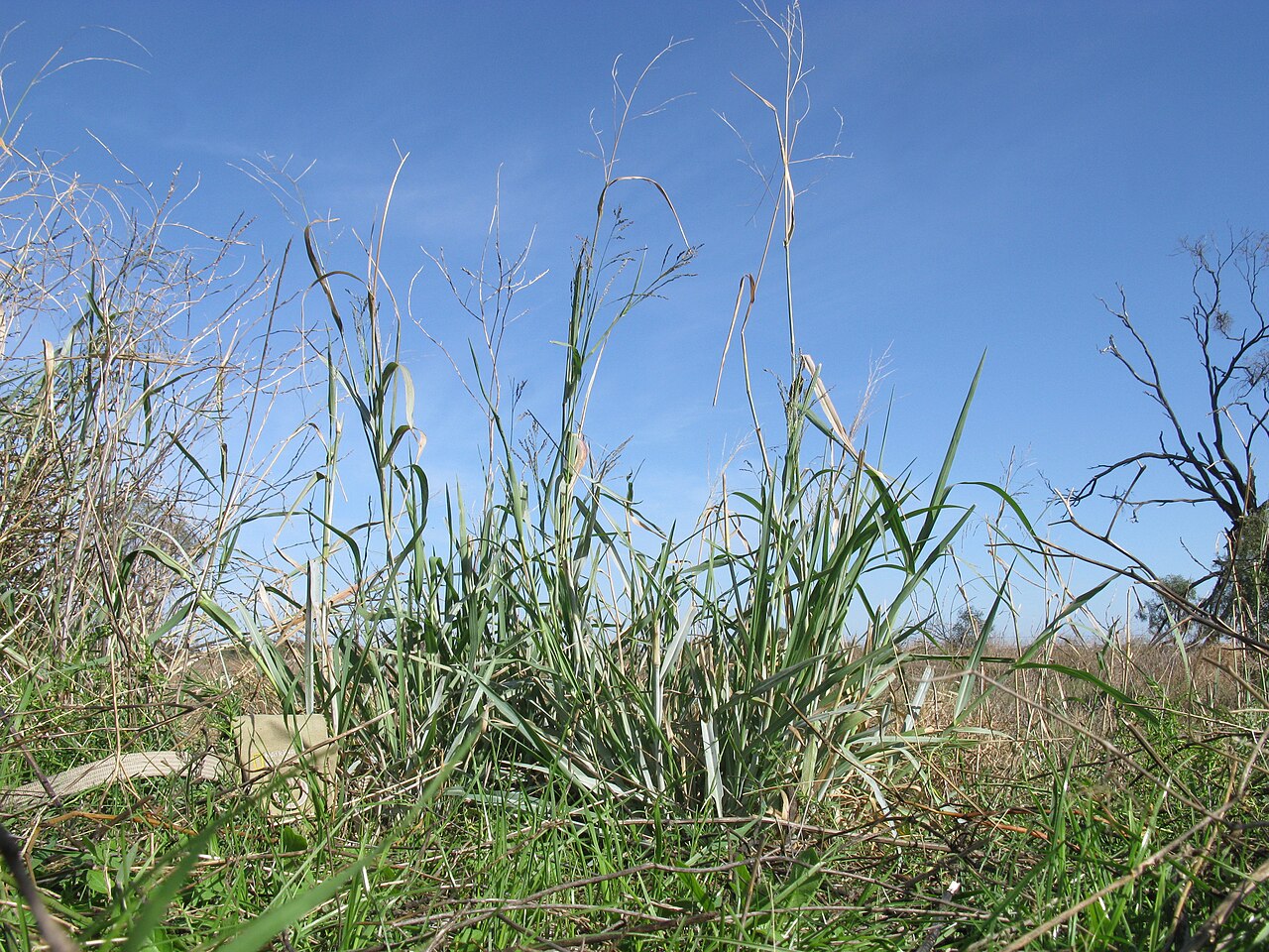 Kleingrass: Introduced warm-season perennial robust, tufted C4 grass; mostly hairless, except for hairy cataphylls (reduced leaves) at the plant base; stems can grow to 200