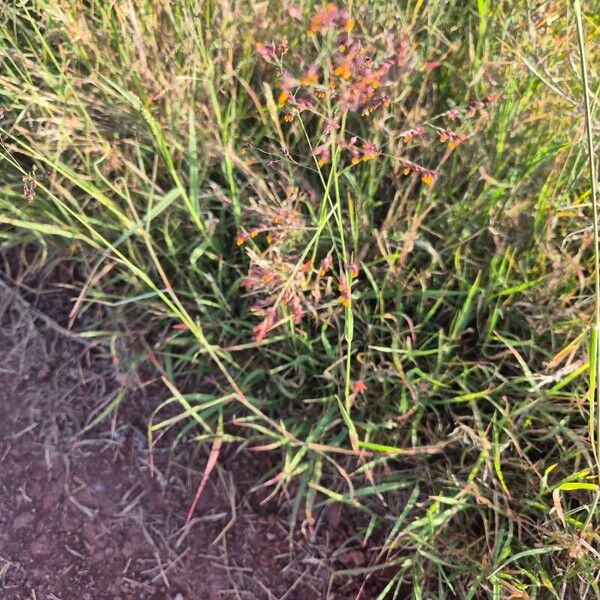 Kleingrass (Panicum coloratum)