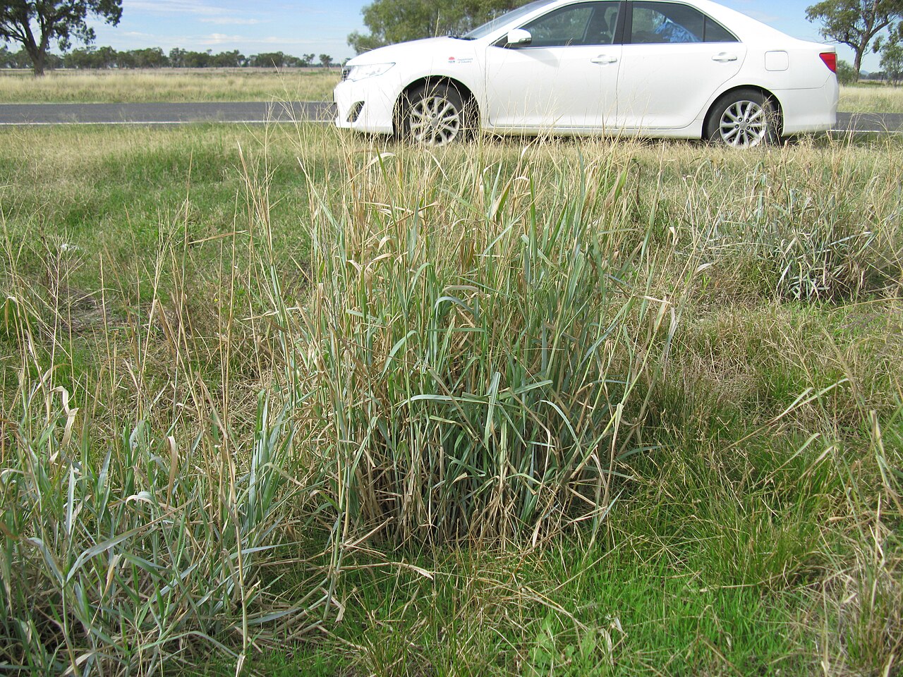 Kleingrass: Introduced warm-season perennial robust, tufted C4 grass; mostly hairless, except for hairy cataphylls (reduced leaves) at the plant base; stems can grow to 200