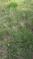 Kleingrass (Panicum coloratum)