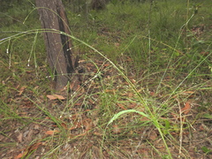 Hairy panic grass (Panicum effusum)