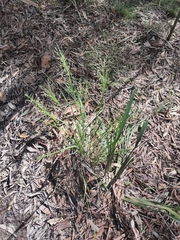 Hairy panic grass (Panicum effusum)