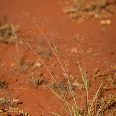 Hairy panic grass (Panicum effusum)