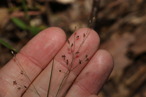 Hairy panic grass (Panicum effusum)