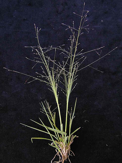 Hairy panic grass: Native, warm-season, perennial, hairy, tufted grass to 50 cm tall. Most commonly found on sandy or shallow, low fertility soils in native pastures, woodlands or