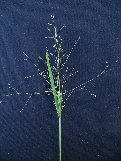 Hairy panic grass: Flowerheads are open panicles (8-50 cm long) with sparsely paired spikelets; breaking off at maturity and wind-dispersed.