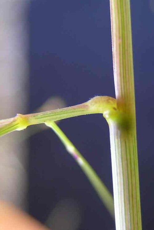 Hairy panic grass: Bases of branches in the flowerheads are often swollen.