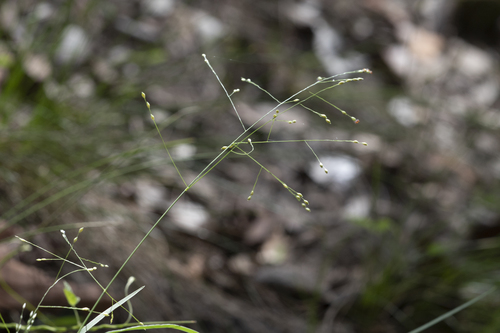 Hairy panic grass (Panicum effusum)