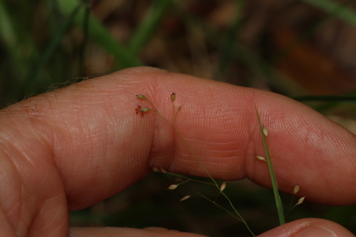 Hairy panic grass (Panicum effusum)