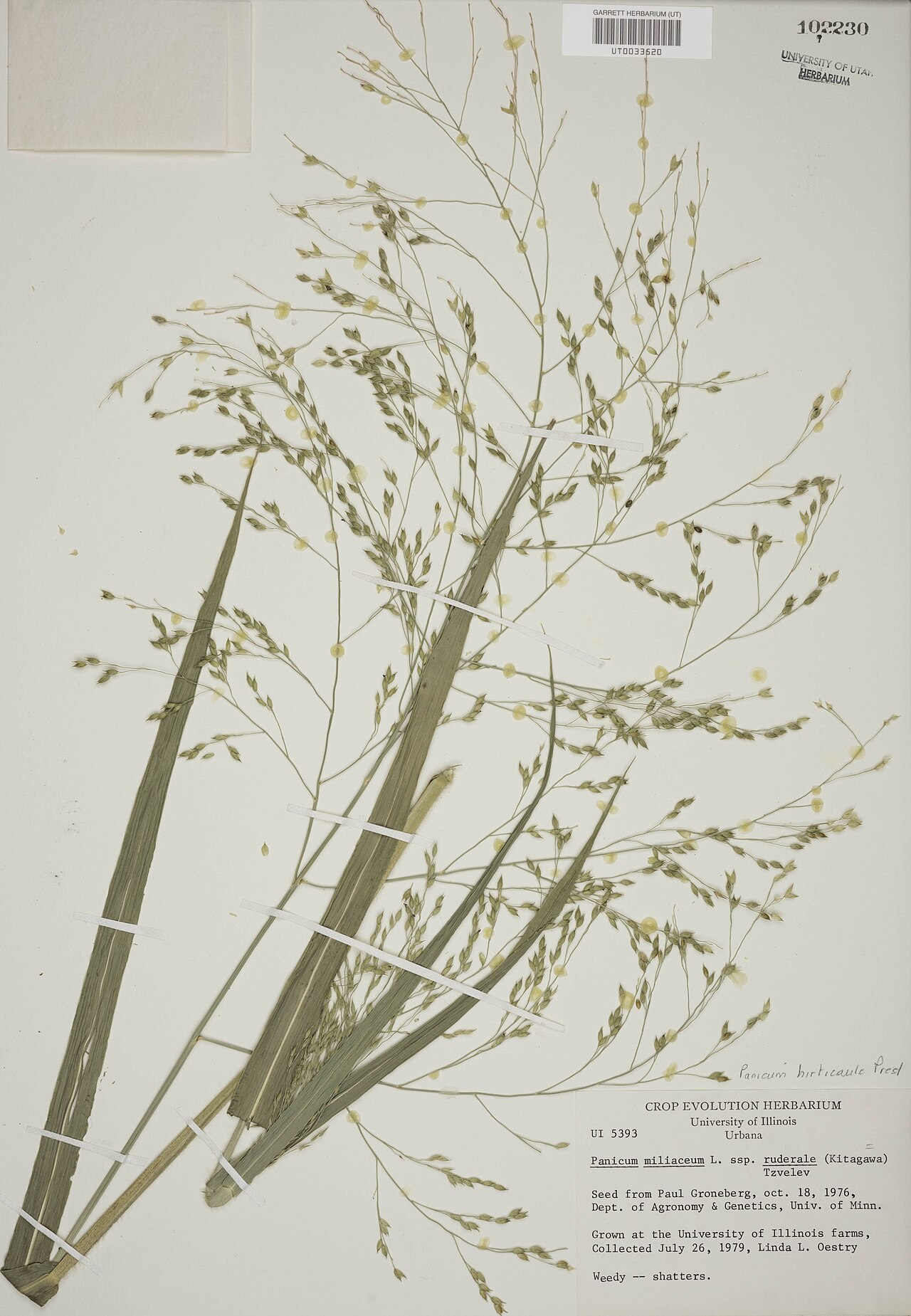 Mexican panicgrass: Panicum hirticaule , planche d'herbier, Muséum d'histoire naturelle de l'Utah.