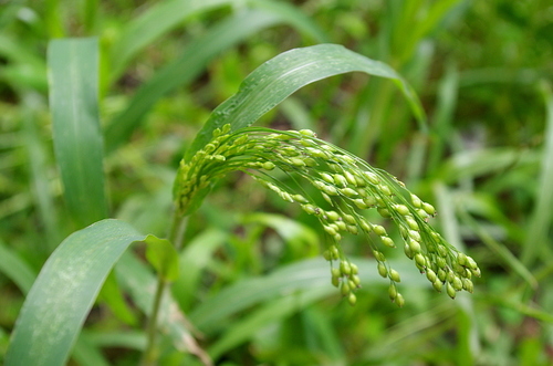 Broomcorn millet (Panicum miliaceum)
