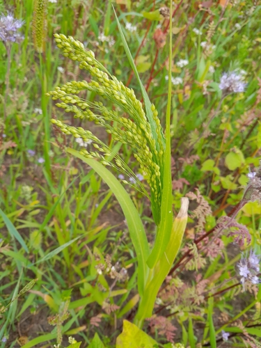 Broomcorn millet (Panicum miliaceum)